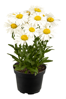 Leucanthemum x superbum 'Ooh La Lagrande'