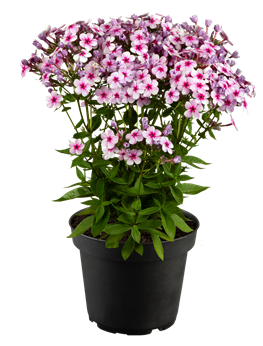 Phlox paniculata 'Early® Lavender Pop'