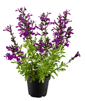 Salvia greggii 'Mirage™ Deep Purple'