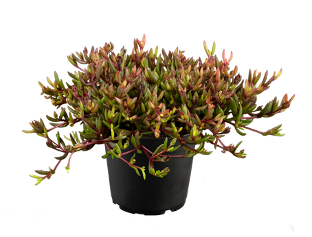 Delosperma 'Desert Dancers Red'