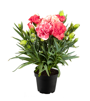 Dianthus Flow® 'Dream Beach'