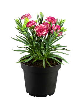 Dianthus Flow® 'Glen Bay'