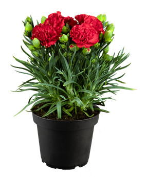 Dianthus Flow® 'Crane Beach'