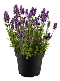 Lavandula angustifolia 'Spear Blue'