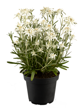 Leontopodium alpinum 'Watzmann'