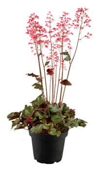 Heuchera villosa 'Hip Hip Hooray'