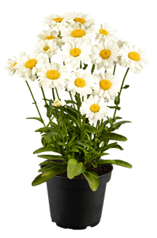 Leucanthemum x superbum 'Sweet Daisy Jane'