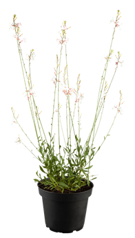 Gaura lindheimeri 'Geyser White'