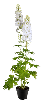 Delphinium x cultorum 'Jupiter White'®