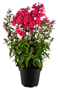 Phlox paniculata 'Early® Red'