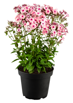 Phlox paniculata 'Early® Pink'