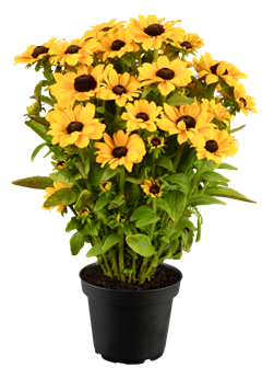 Rudbeckia hirta 'Rudy Mini Yellow'