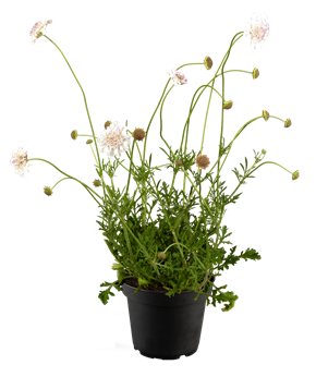 Scabiosa columbaria 'Kudo White'