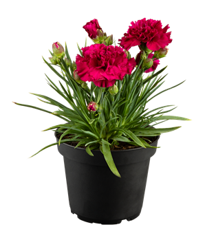 Dianthus Flow® 'Blinky Beach'