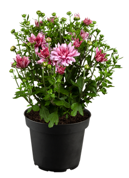 Chrysanthemum 'Arluno Pink'