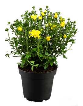 Chrysanthemum 'Arluno Yellow'