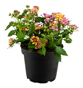 Lantana camara 'Evita Rose'