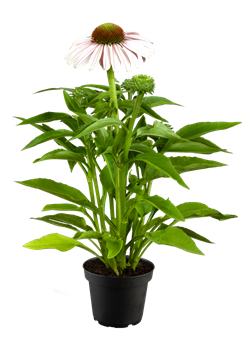 Echinacea purpurea SunSeekers® 'Blush'