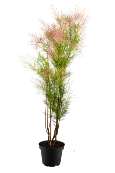 Tamarix ramosissima 'Rubra'