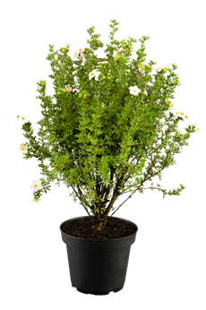 Potentilla fruticosa 'Pink Paradise'®