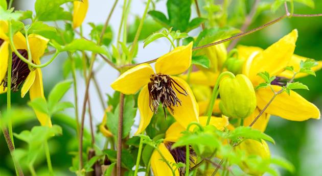 Clematis tangutica 'Golden Tiara'®