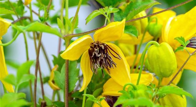 Clematis tangutica 'Golden Tiara'®