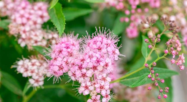 Spiraea japonica 'Shirobana'