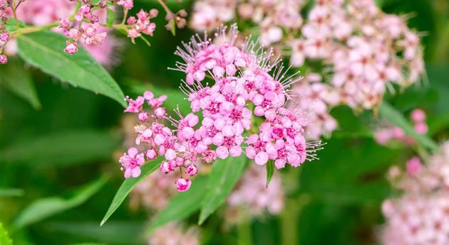 Spiraea japonica 'Shirobana'