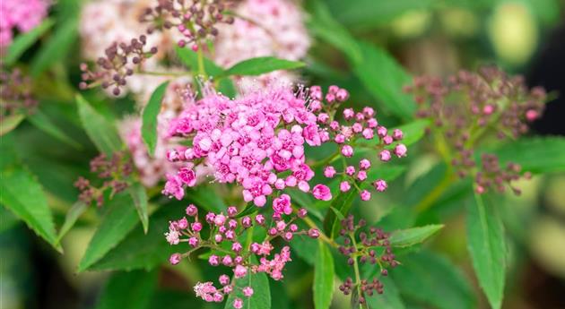 Spiraea japonica 'Shirobana'