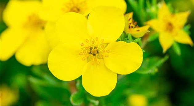 Potentilla fruticosa 'Goldfinger'