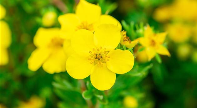 Potentilla fruticosa 'Goldfinger'