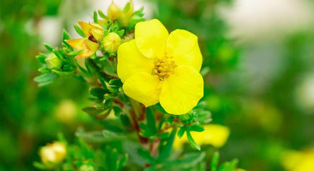 Potentilla fruticosa 'Kobold'