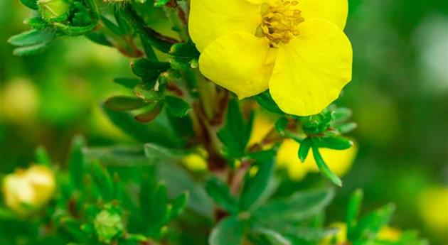 Potentilla fruticosa 'Kobold'