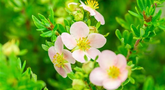 Potentilla fruticosa 'Pink Paradise'®