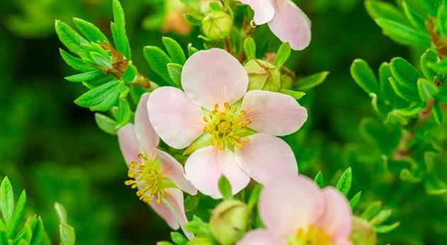 Potentilla fruticosa 'Pink Paradise'®