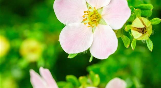 Potentilla fruticosa 'Pink Paradise'®