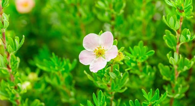 Potentilla fruticosa 'Pink Paradise'®