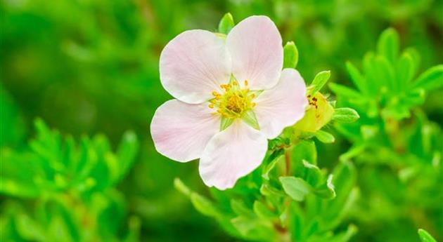 Potentilla fruticosa 'Pink Paradise'®