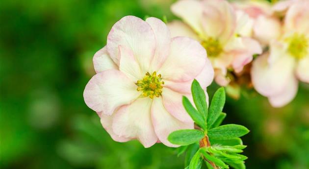 Potentilla fruticosa 'Double Punch® Pastel'