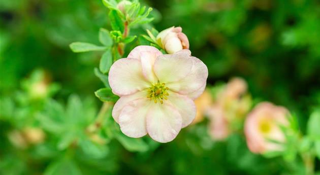 Potentilla fruticosa 'Double Punch® Pastel'