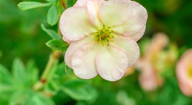 Potentilla fruticosa 'Double Punch® Pastel'