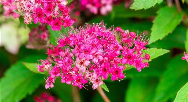 Spiraea japonica 'Anthony Waterer'