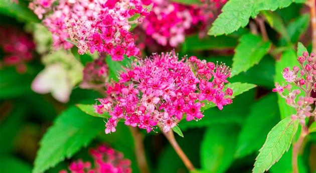 Spiraea japonica 'Anthony Waterer'