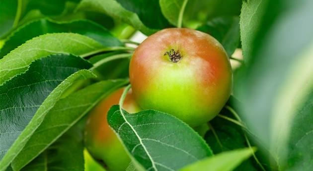 Malus domestica 'Lancelot'