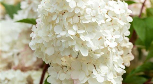 Hydrangea paniculata 'Vanille Fraise'®