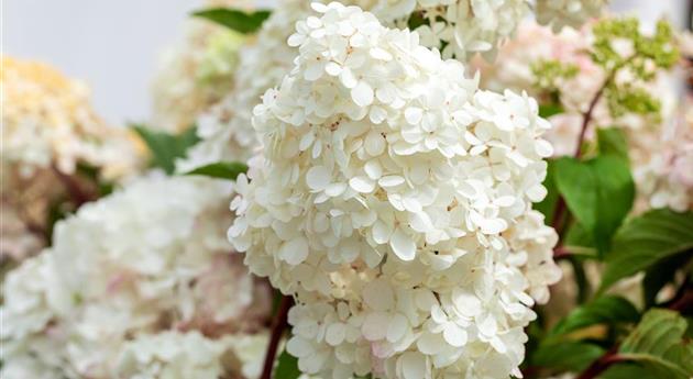 Hydrangea paniculata 'Vanille Fraise'®