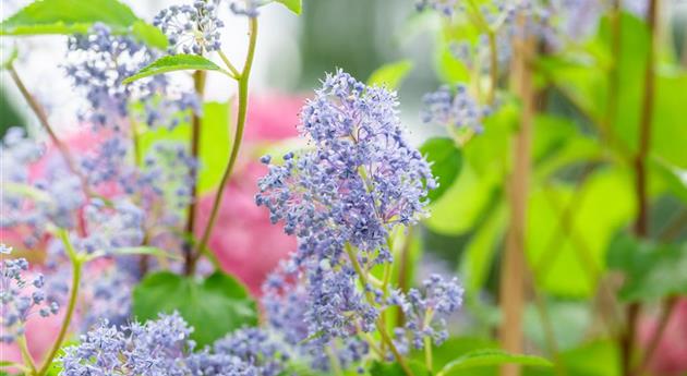 Ceanothus delilianus 'Gloire de Versailles'