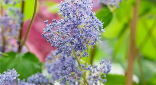 Ceanothus delilianus 'Gloire de Versailles'