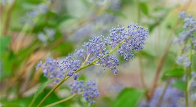 Ceanothus delilianus 'Gloire de Versailles'