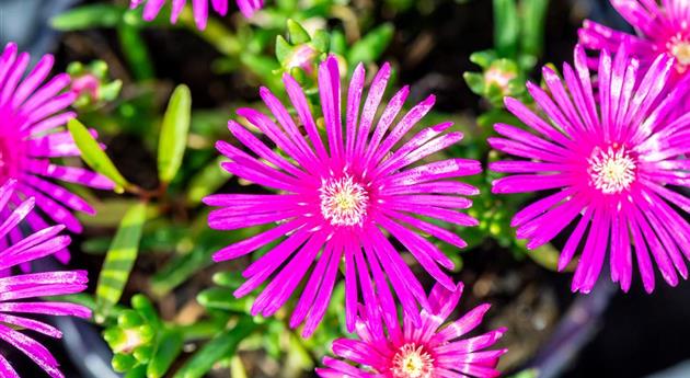 Delosperma cooperi